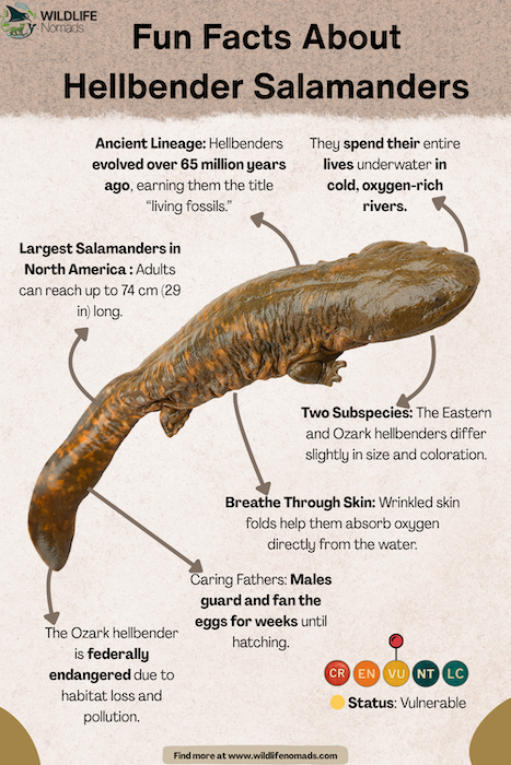 Fascinating Facts About Hellbender Salamanders infographic