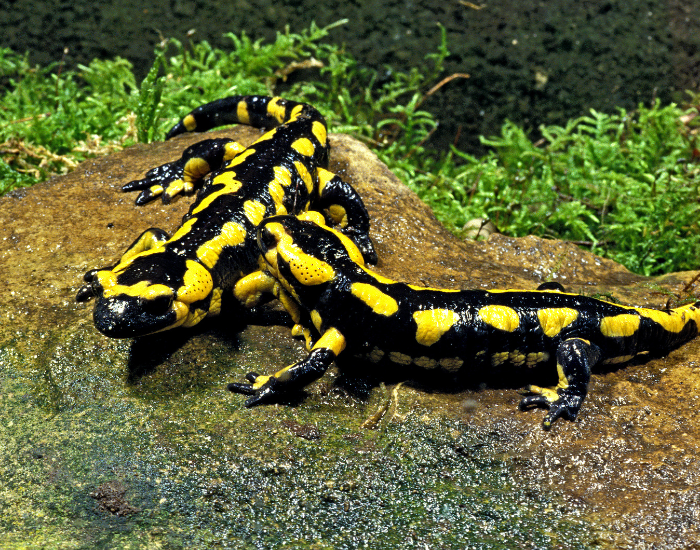 Fire-Salamander-Salamandra-salamandra.webp Two Fire Salamander on a rock