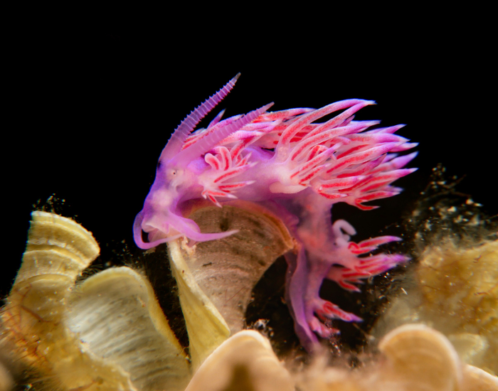 Flabellina-affinis.webp Flabellina affinis in the coean underwater