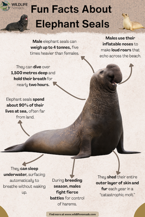 Fun-Facts-About-Elephant-Seals-infographic.webp Fun Facts About Elephant Seals infographic