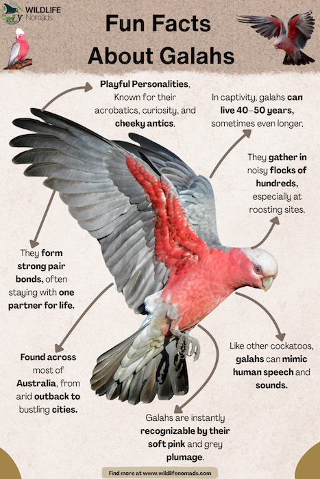 galah infographic showing main facts