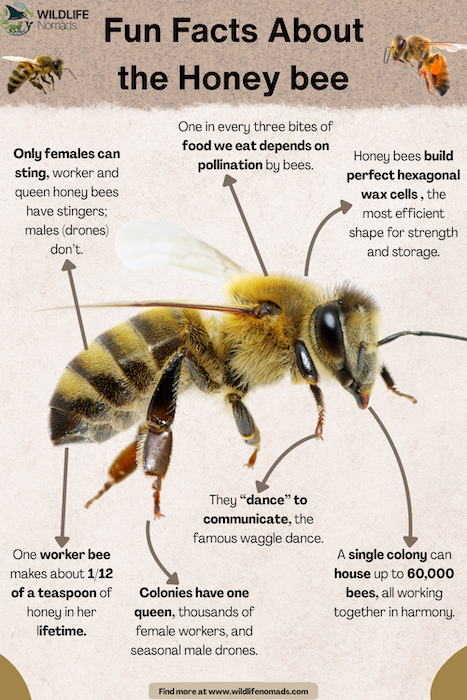 Fun-Facts-About-Honey-bee.webp Fun Facts About Honey bee infographic