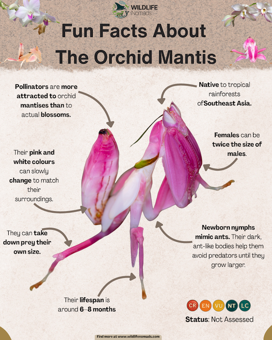 Fun Facts About  Orchid Mantis fun facts infographic