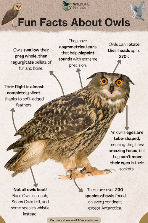 Fun-Facts-About-Owls.webp Fun Facts About Owls infographic