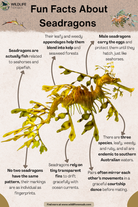 Fun Facts About Seadragons infograohic Fun Facts AboutSeadragons infographic