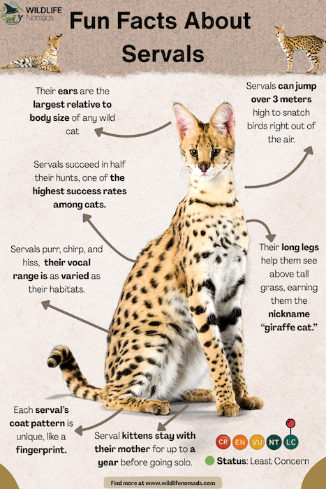 Fun-Facts-About-Servals.webp Fun Facts About Servals