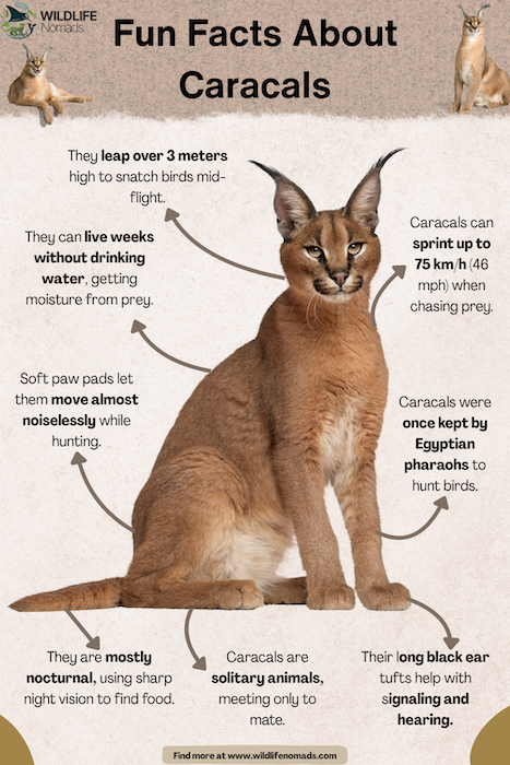 Fun-Facts-About-The-Caracals.webp Fun Facts About The Caracals infographic