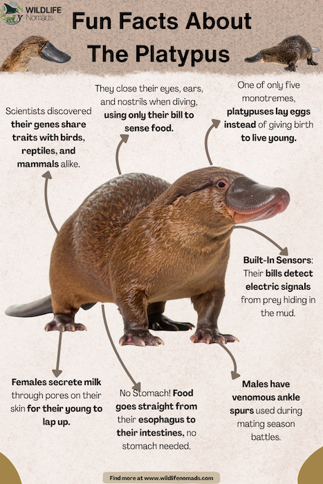 Fun-Facts-About-The-Platypus.webp Infographic mentioning facts about the platypus