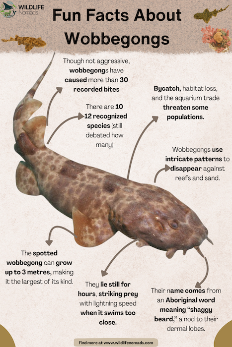 Fun-Facts-About-Wobbegongs-INFOGRAPHIC.webp Fun Facts AboutWobbegongs infographic