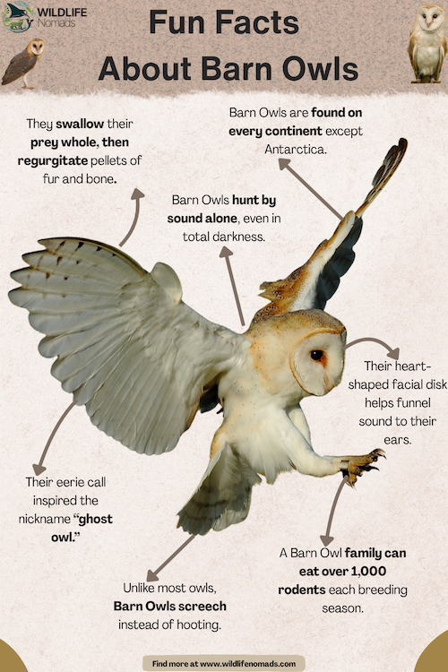 Fun-Facts-About-barn-Owls.webp Fun Facts About Barn Owls infographic