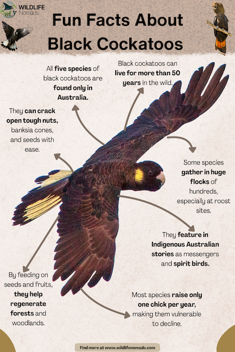 Fun-Facts-About-black-cockatoos-in-australiaic-1.webp infographic showing fun facts about black cockatoos