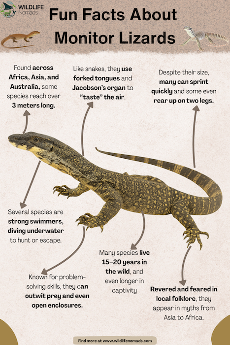 Fun-Facts-About-monitor-lizards-infographic.webp facts about monitor lizards infographic