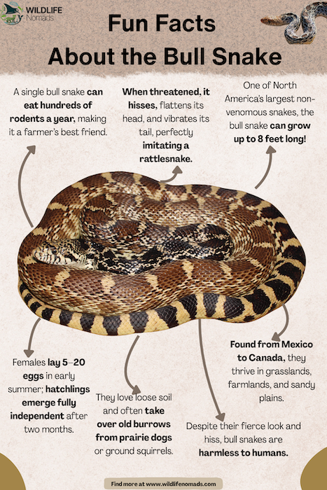Fun Facts  About the Bull Snake infographic