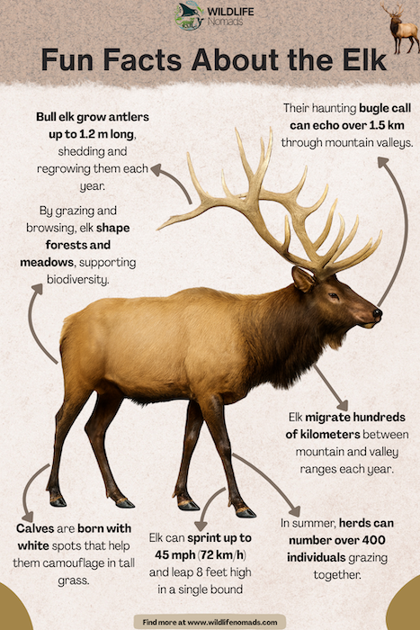  Fun Facts About the Elk infographic