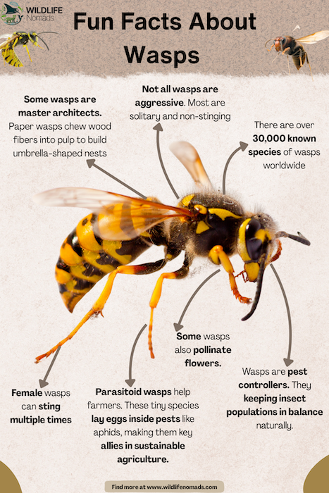 Fun Facts About wasps infographic