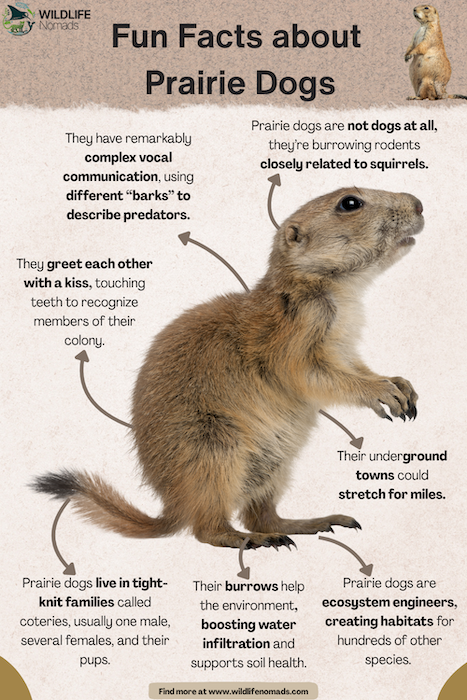 Fun-Facts-about-Prairie-Dogs.webp Fun Facts about Prairie Dogs infographic