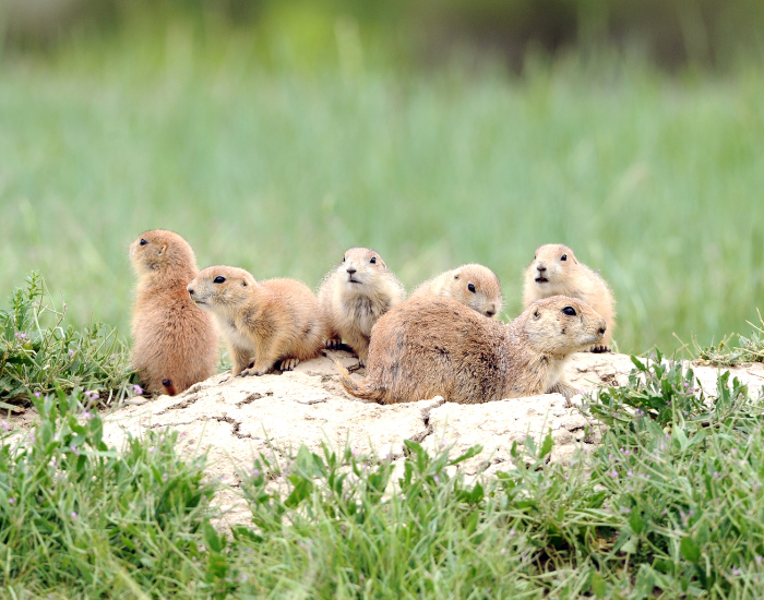 GROUP-OF-Prairie-Dog.webp Prairie dog family next to burrow on a grassland
