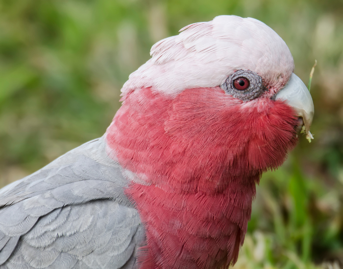 female galahs close up
