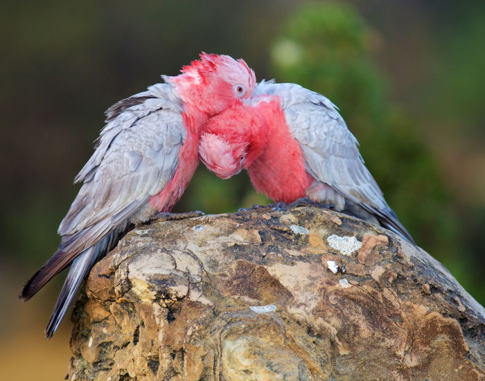 two galahs together standing over a rock