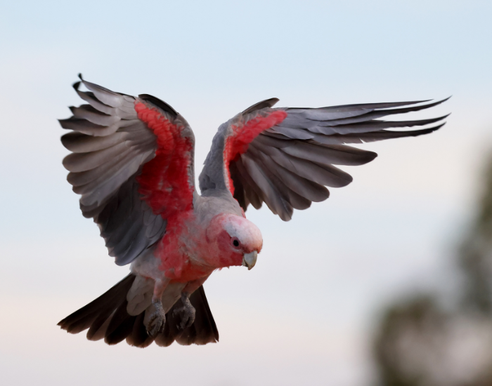 galahs flying