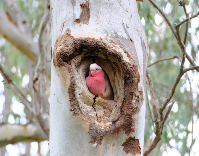 Galah on a hollow tree