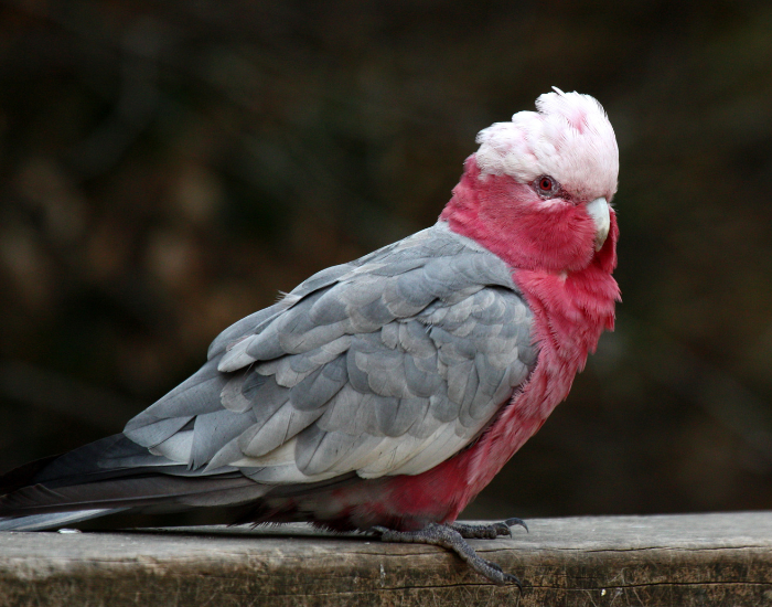 a galah perched on a tree branch