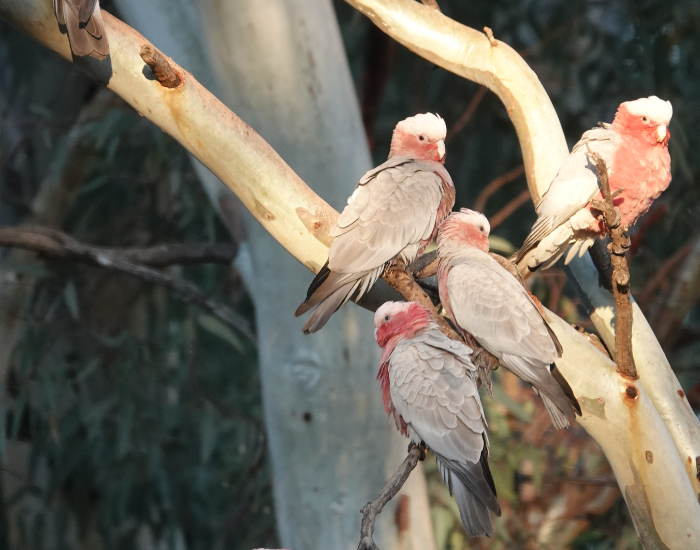 4 Galah birds on a tree