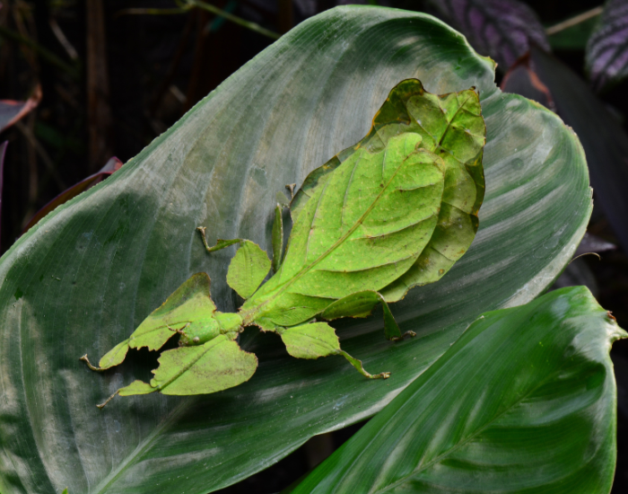 Giant-Malaysian-Leaf-Insect-Phyllium-giganteum.webp Giant Malaysian Leaf Insect (Phyllium giganteum)