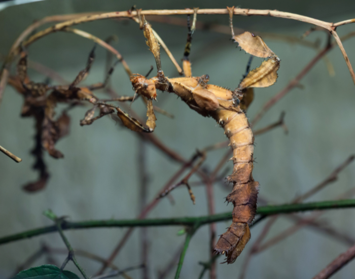 Giant-Prickly-Stick-Insect-Extatosoma-tiaratum.webp Giant Prickly Stick Insect hanging upside down