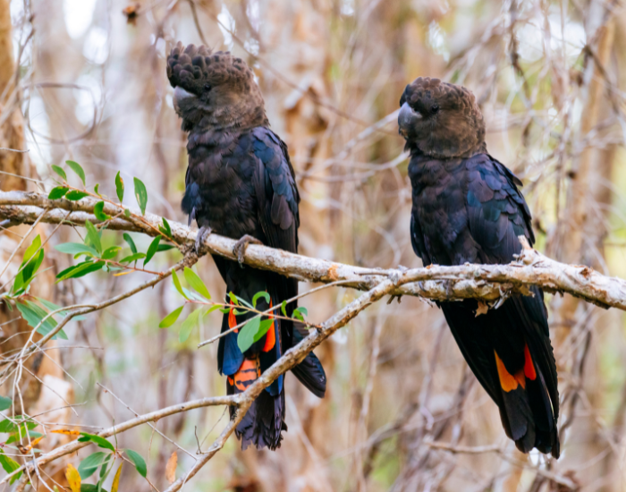 Glossy-Black-Cockatoo.webp TWO Glossy Black-Cockatoos ON A TREE
