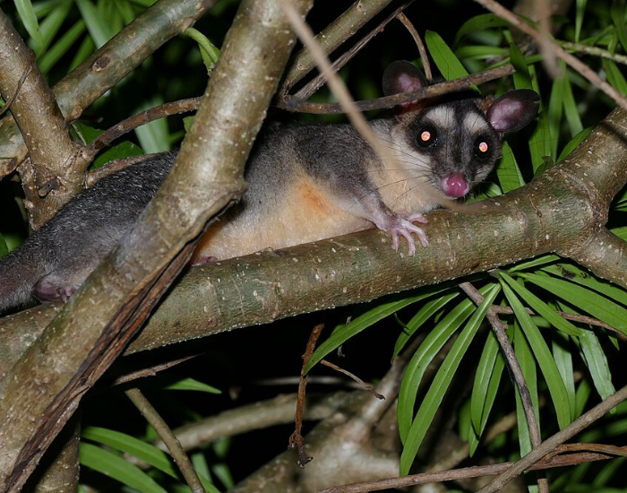 Gray-Four-Eyed-Opossum-Philander-opossum.webp Gray Four-Eyed Opossum (Philander opossum) on a tree
