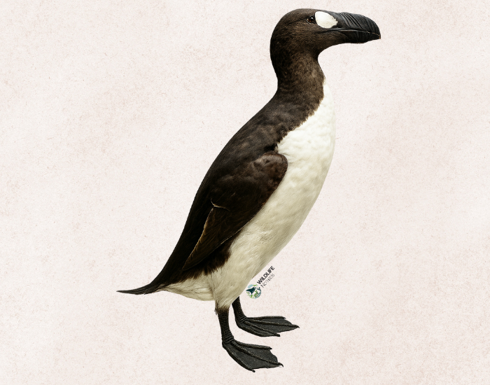 Great-Auk-Pinguinus-impennis.webp Great Auk (Pinguinus impennis) with brown background
