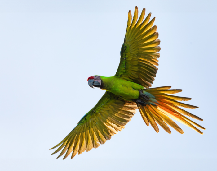 Great-Green-Macaw-flying.webp Great Green Macaw flying