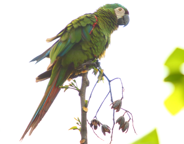 Great-Green-Macaw.webp Great Green Macaw perched on a tree