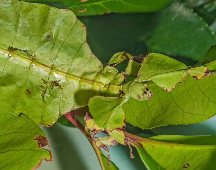 Green-Leaf-Insect-Phyllium-bioculatum.webp Green Leaf Insect close up
