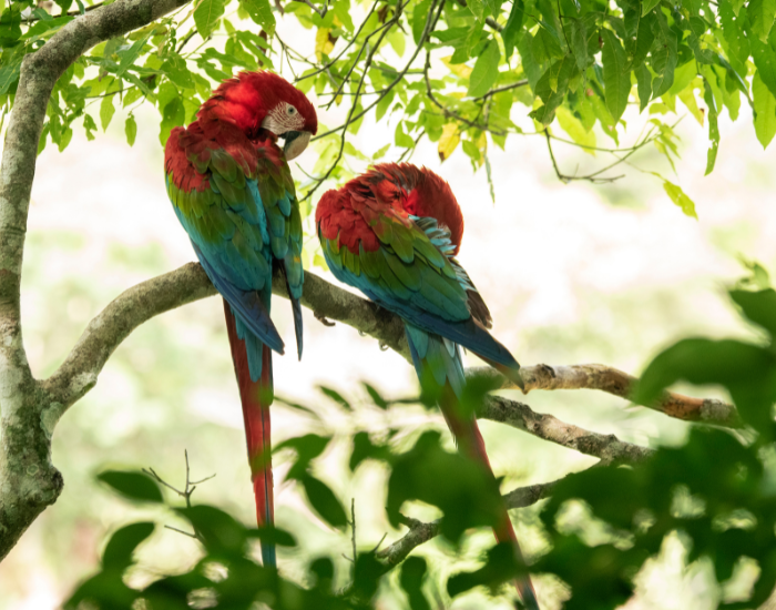 couple of Green Winged Macaw perched on a tree
