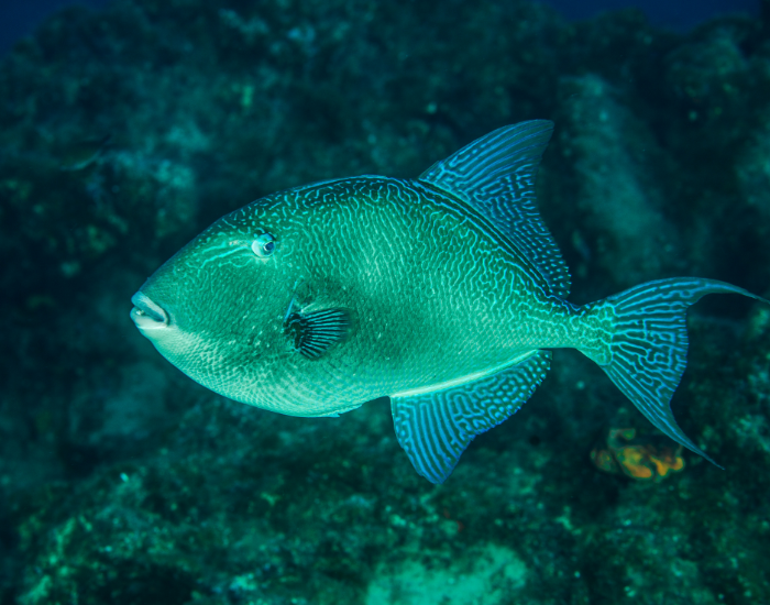 Grey-Triggerfish.webp Grey Triggerfish swimming
