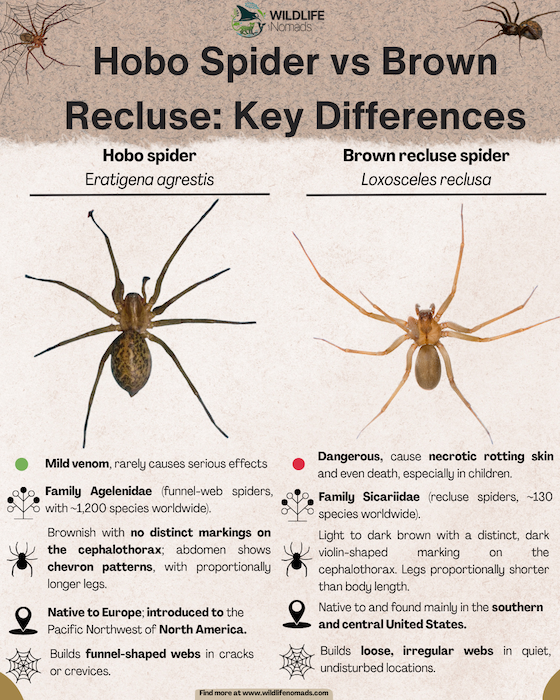 Hobo Spider vs Brown Recluse: Key Differences  infographic