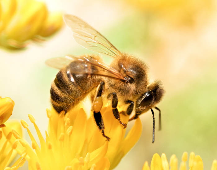 honey bee close up on a flower