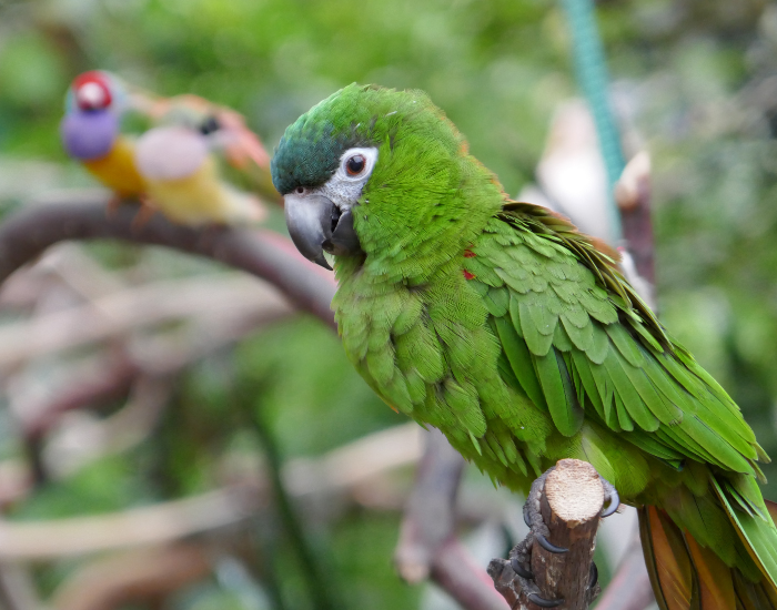 Hahns-Macaw.webp Hahn's Macaw perched