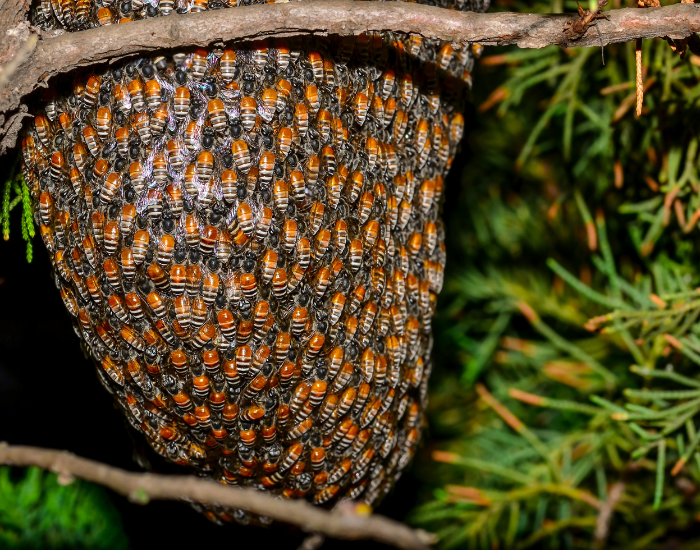 Honeybee-colony-2.webp Colony of honey beed on a tree