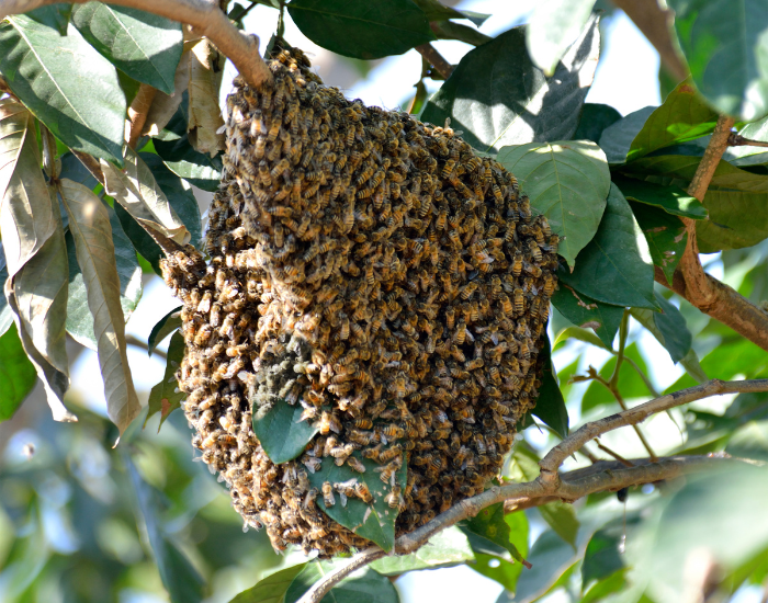 Honeybee-colony.webp honey bee nest in the wild
