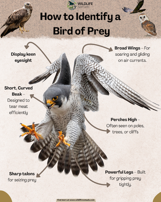 a wildlife nomads infographic titled how to identify a bird of prey with a pregrine falcon