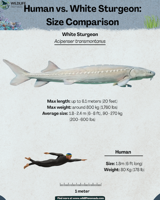 Human-vs.-White-Sturgeon-Size-Comparison.webp Human vs. White Sturgeon: Size Comparison