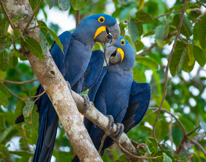 Hyacinth-macaw.webp couple of Hyacinth macaw in the jungle