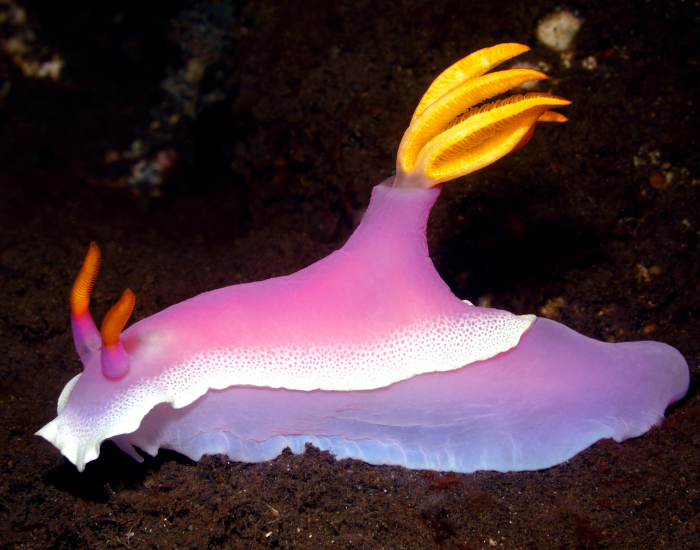 Hypselodoris-apolegma-4.webp Hypselodoris apolegma moving to the left underwater