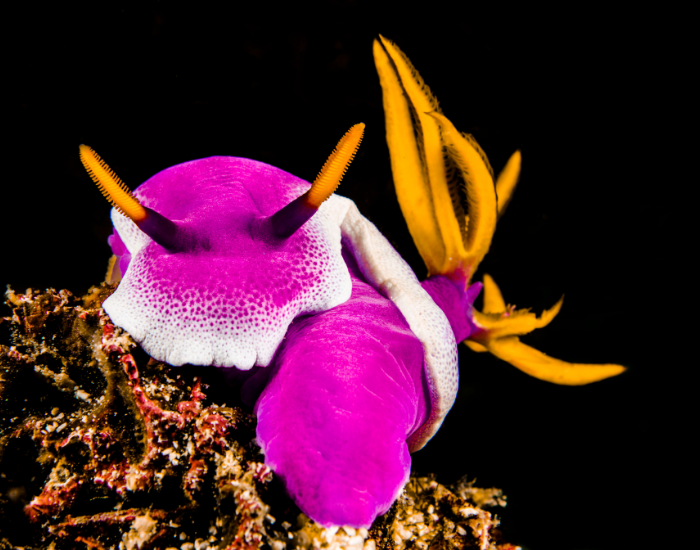 Hypselodoris apolegma black backround underwater