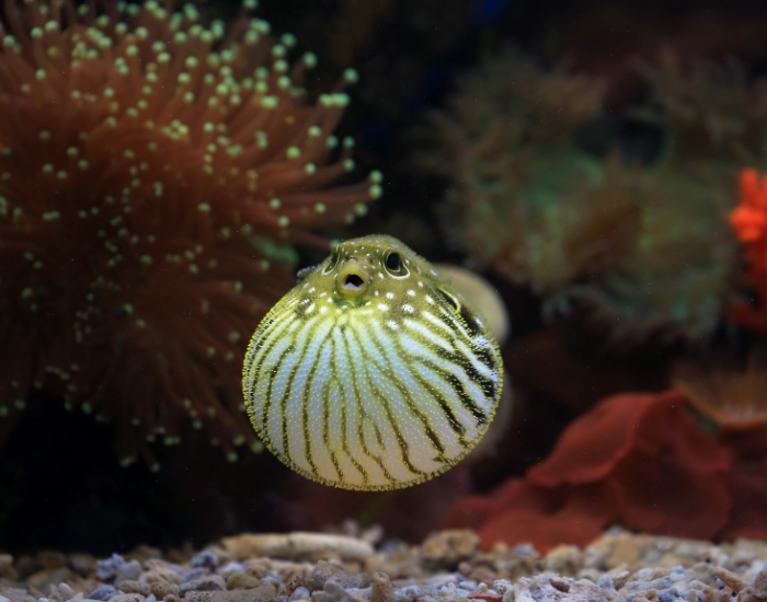 INFLATED-PUFFER-FISH.webp inflated puffer fish in the ocean