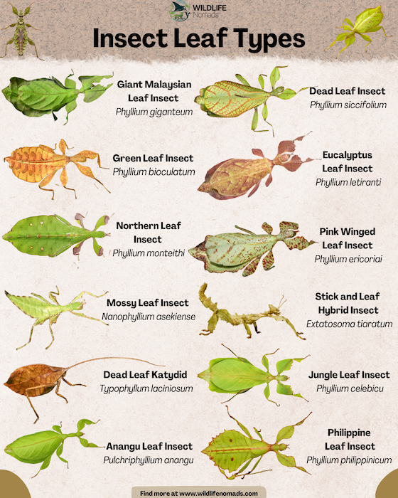 Insect-Leaf-Types-infographic-1.webp Insect Leaf Types infographic infographic
