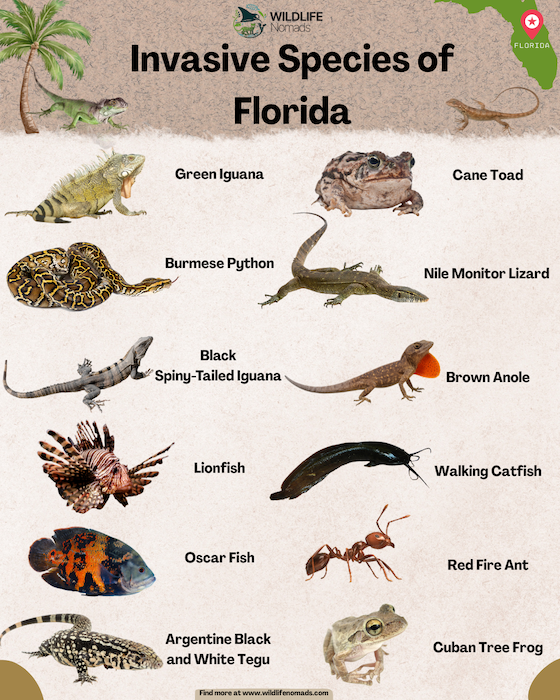 Invasive Species of Florida infographic